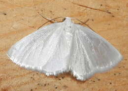 Image of White Spring Moth