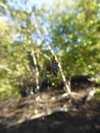 Image of Gasteracantha sanguinolenta bigoti Emerit 1974