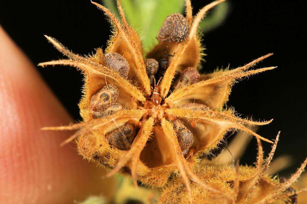 Image of Abutilon ramosum (Cav.) Guill.