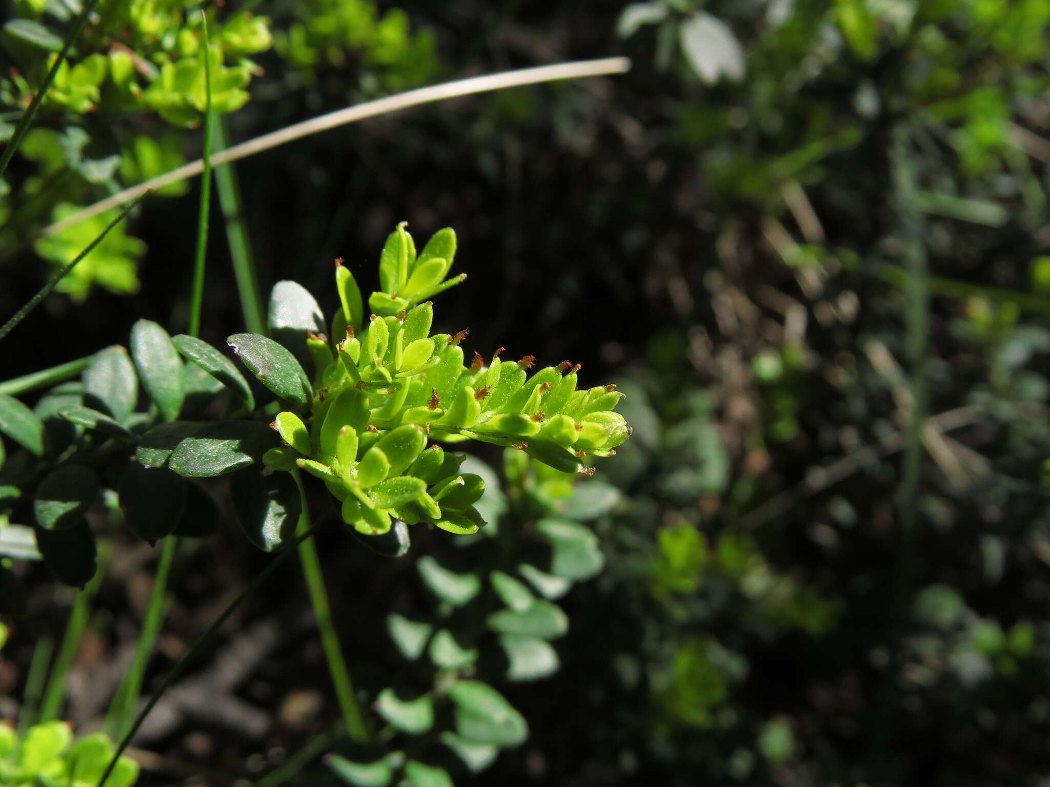 Maytenus disticha (Hook. fil.) Urb.的圖片