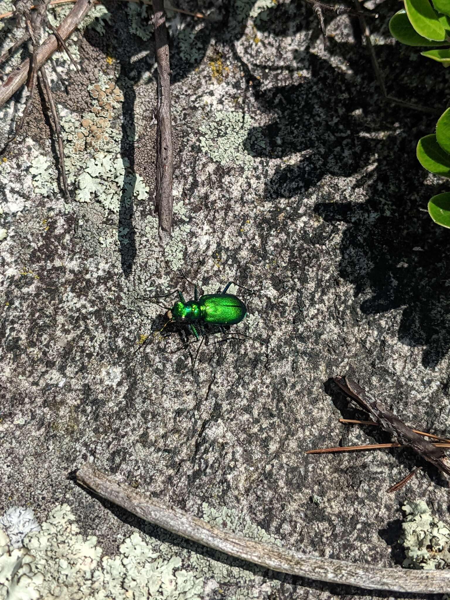 Imagem de Cicindela (Cicindela) denikei Brown 1934