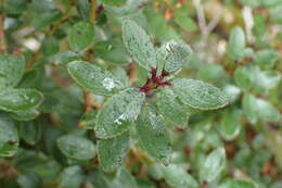 Image of Gaultheria crassa Allan