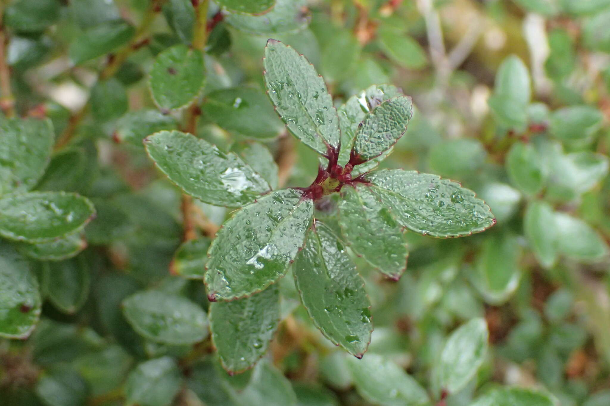 Image of Gaultheria crassa Allan