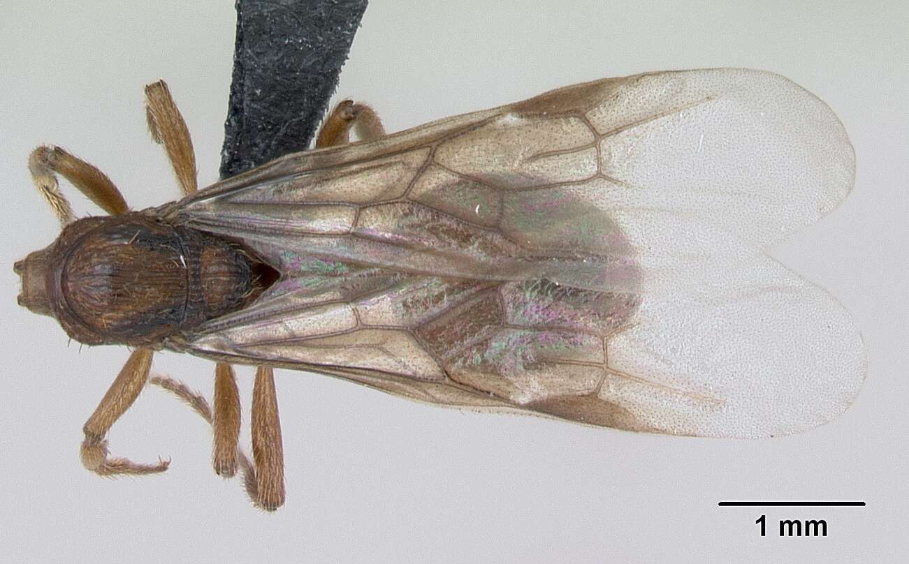 Image of Myrmica sabuleti Meinert 1861