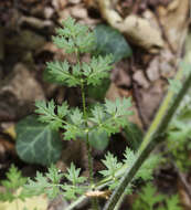 Image of Silphiodaucus hispidus