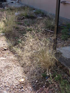 Image of rough bentgrass