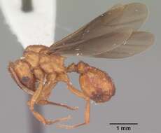 Image of Northern Fungus Farming Ant