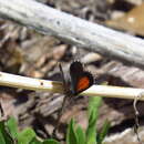 Image of Pseudolucia charlotte Bálint & Johnson 1993