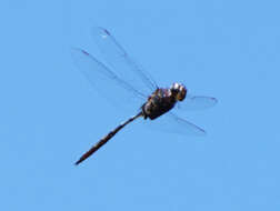 Image of Fine-lined Emerald