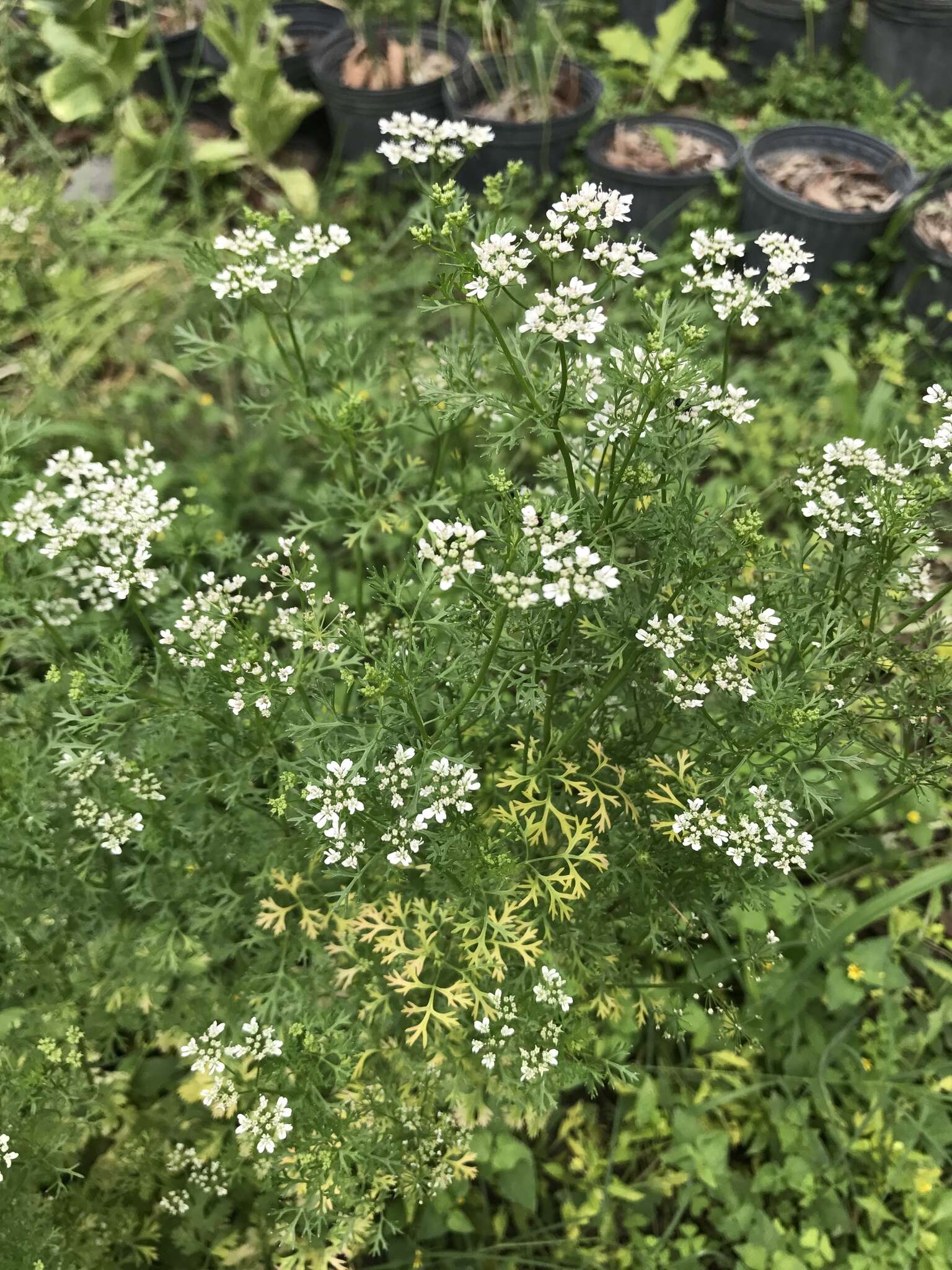 Image of coriander