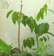 Image of Baru tree