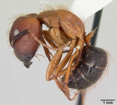 Image of Florida Carpenter Ant