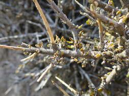 Image of Melicytus alpinus (Kirk) P. J. Garnock-Jones