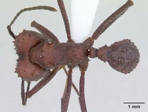 Imagem de Acromyrmex nigrosetosus