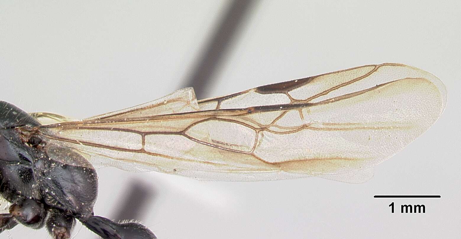 Image of Tetraponera nigra (Jerdon 1851)