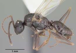 Image of False Honey Ant