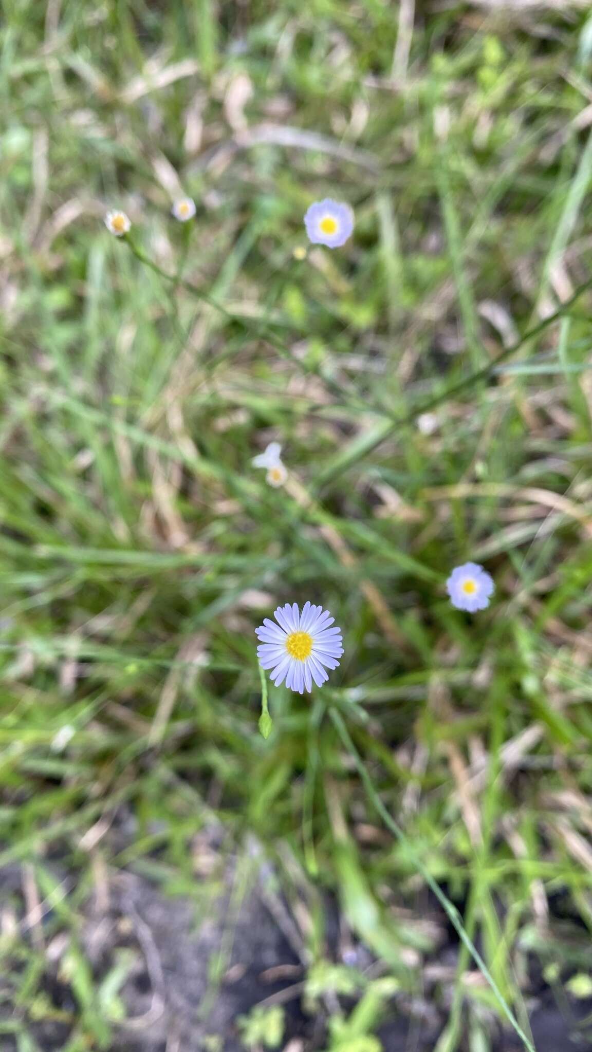 Image of Island American-Aster