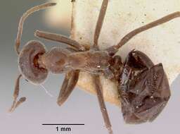 Image of Iridomyrmex conifer Forel 1902