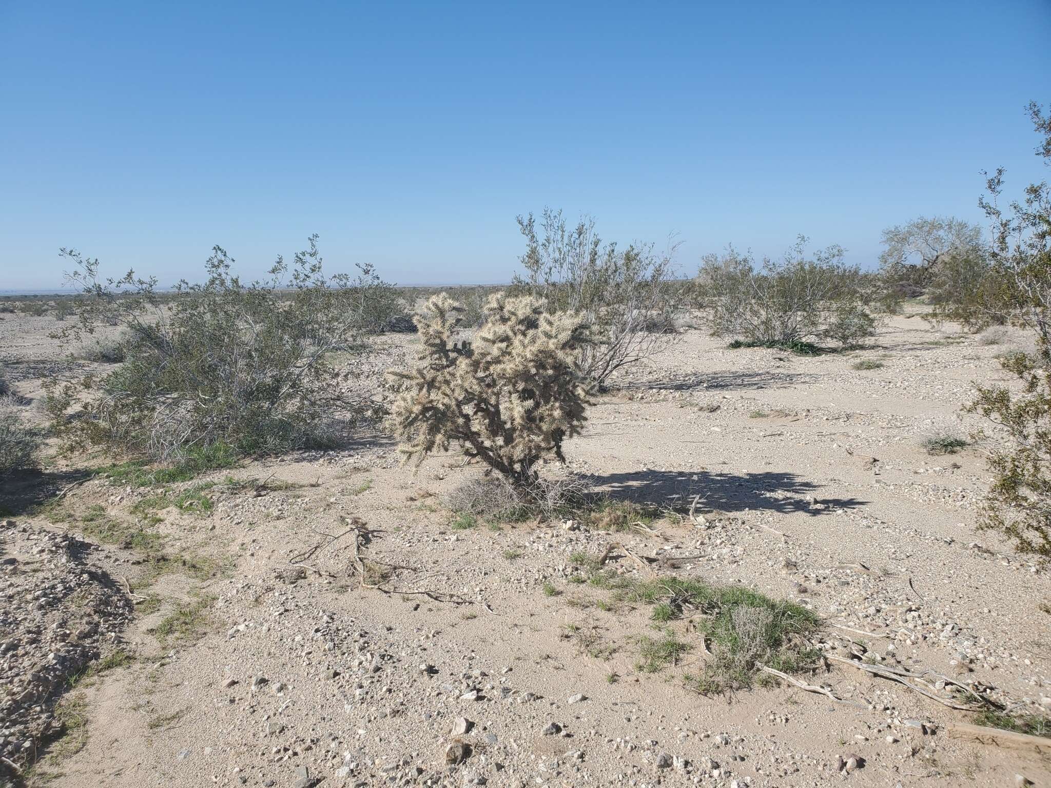 Image of Munz Cholla