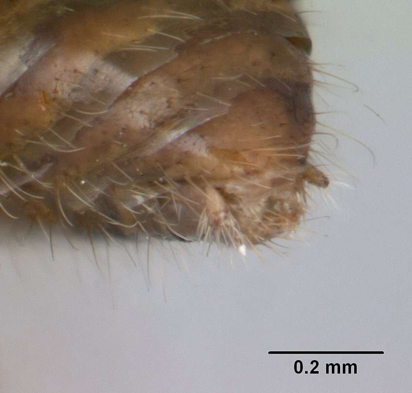 Harpagoxenus canadensis Smith 1939的圖片