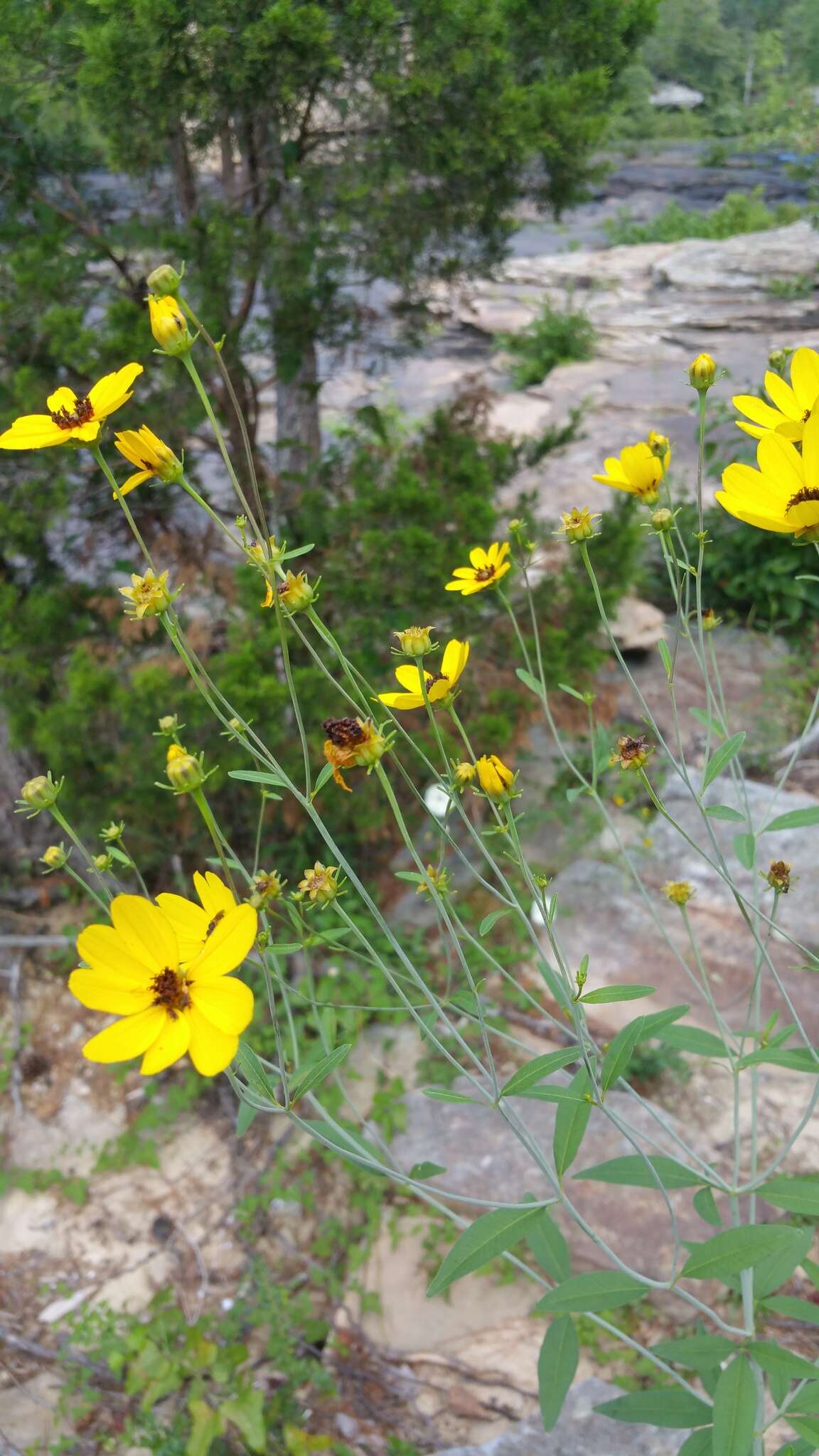 Image de Coreopsis tripteris L.