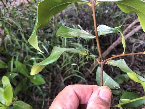 Image of Triflorensia ixoroides (F. Muell.) S. T. Reynolds