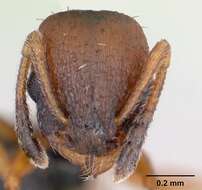 Imagem de Temnothorax albipennis