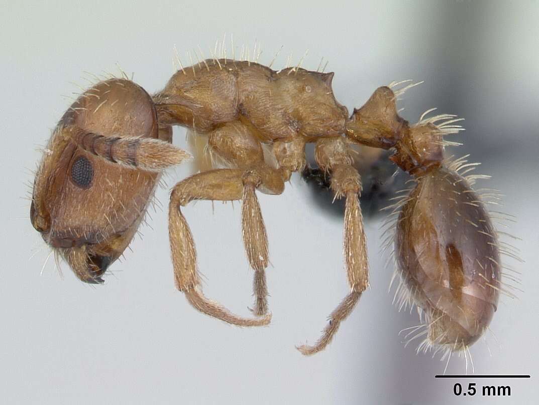 Image of Slave-making ant