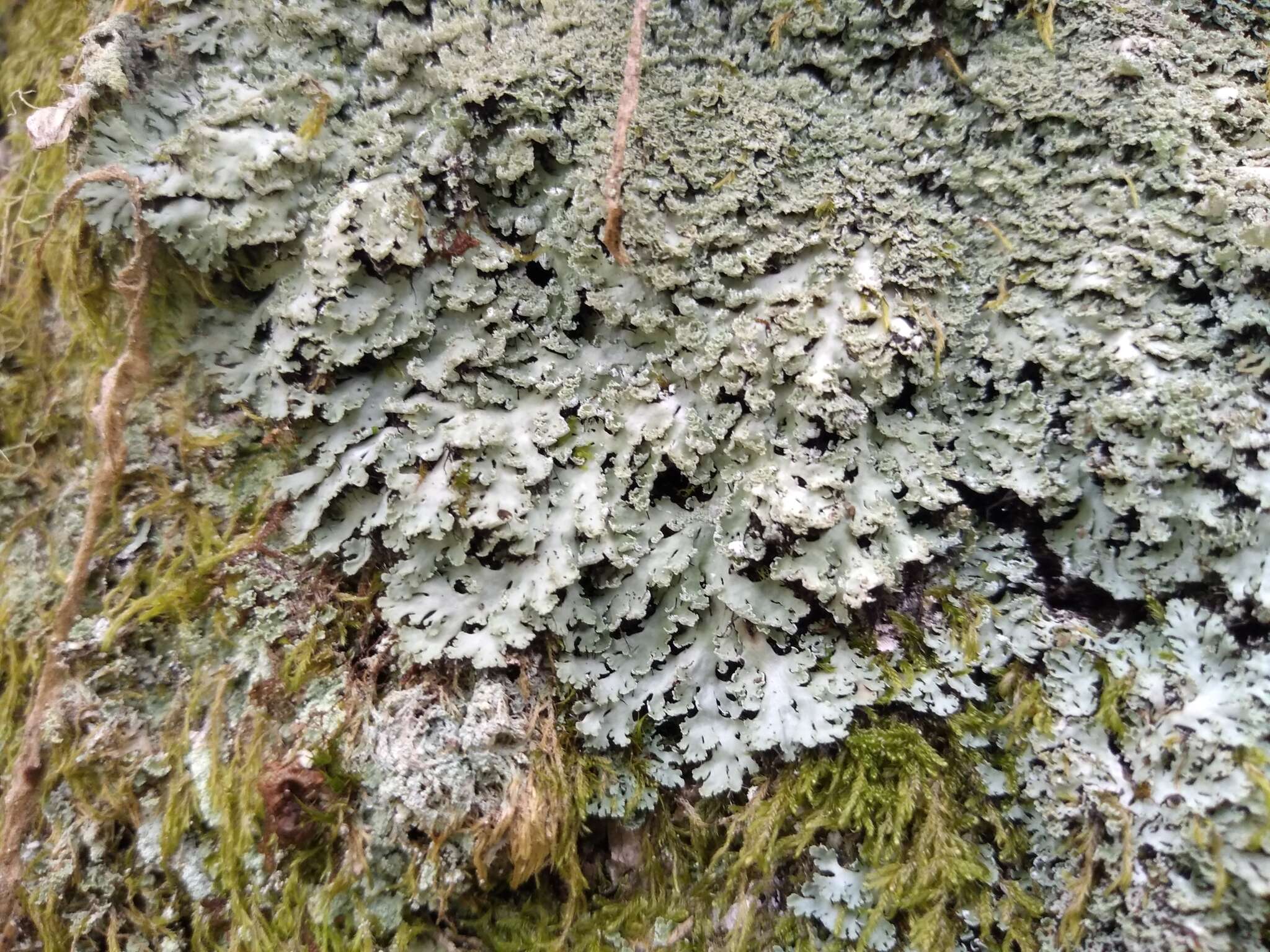 Image of shield lichen