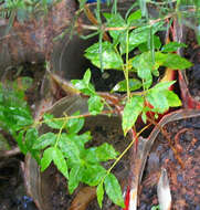 Image of Campomanesia phaea (Berg) J. R. Mattos