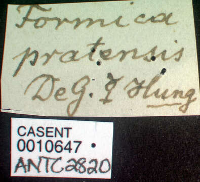 Слика од Formica pratensis Retzius 1783