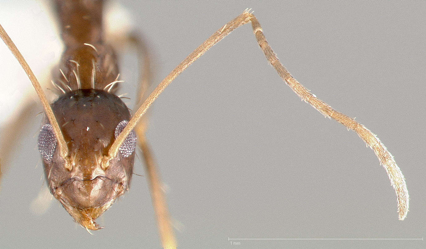 Image of Black Crazy Ant