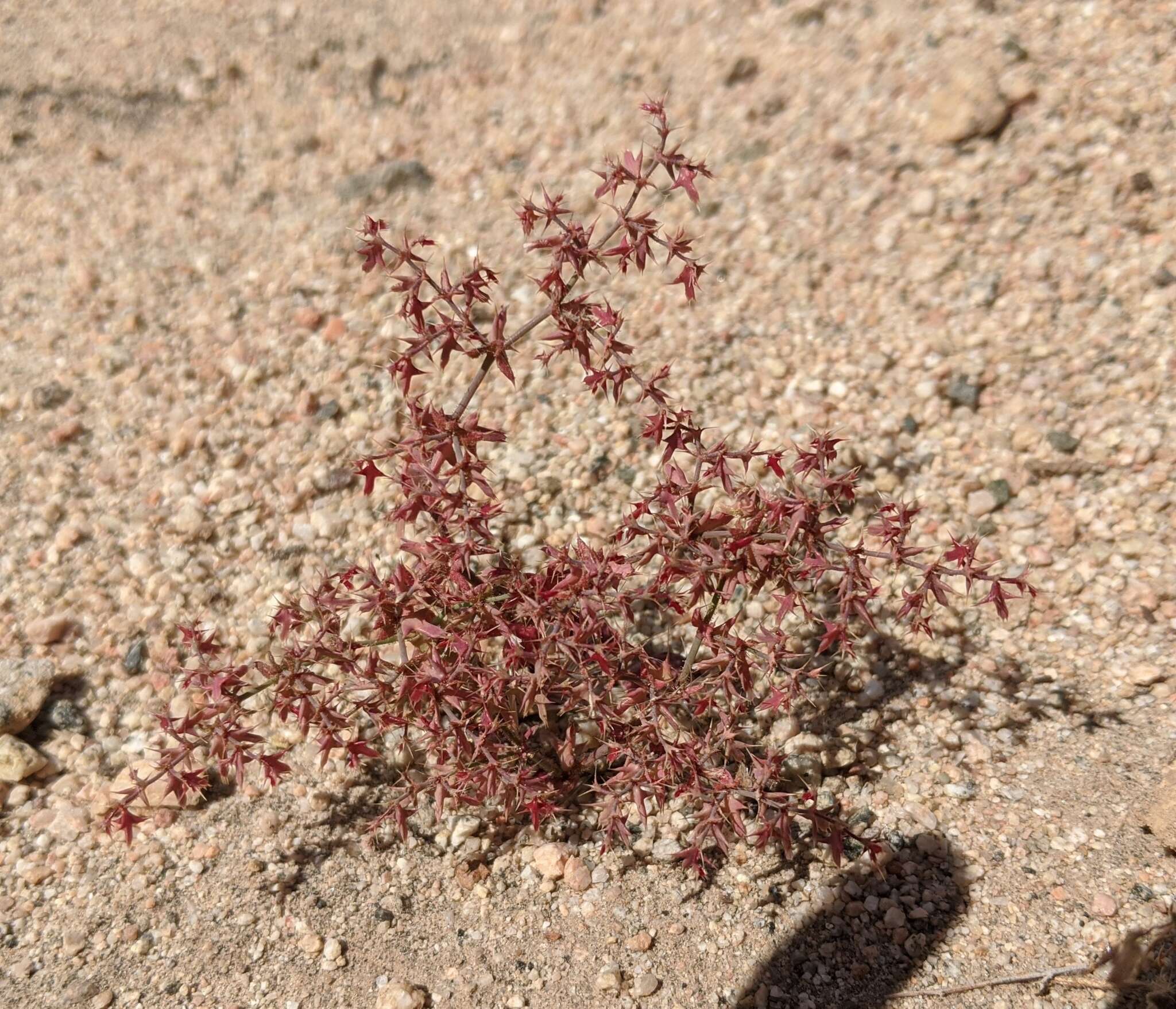 Image of centrostegia