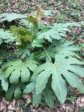 صورة Fatsia