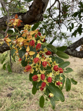 Sivun Cassia brewsteri F. Muell. kuva