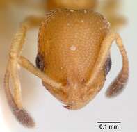 Image of Ant