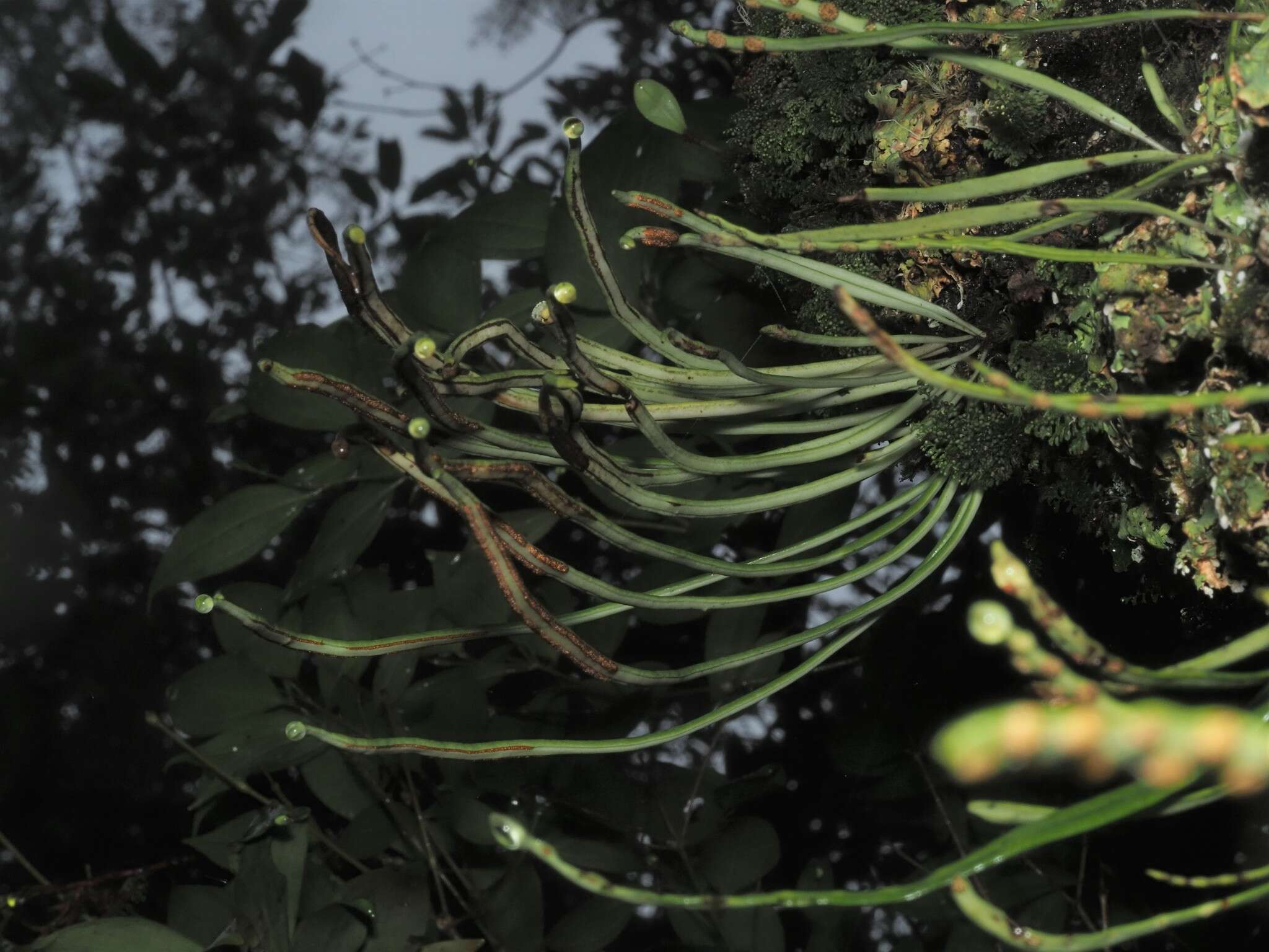 Image of Lepisorus miyoshianus (Mak.) Fraser-Jenk. & Subh. Chandra