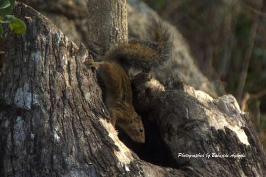 Image of Thomas's rope squirrel