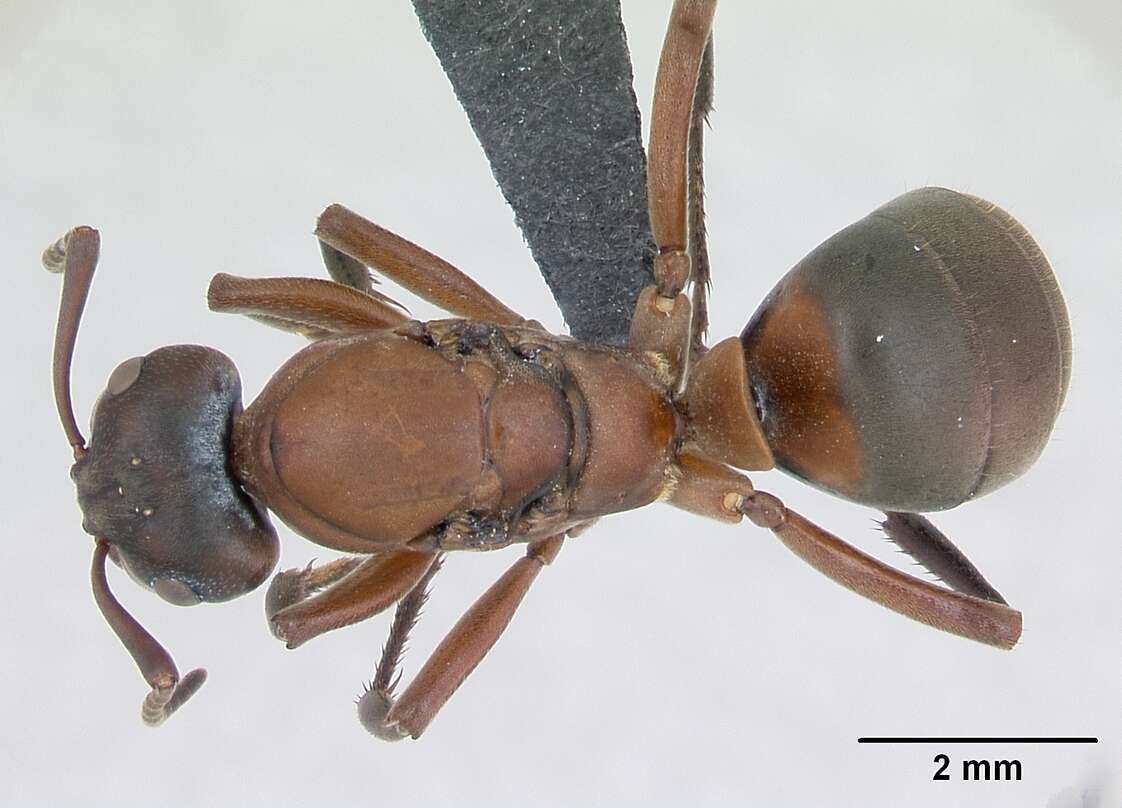 Слика од Formica sanguinea Latreille 1798