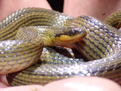 Image of Delta Crayfish Snake