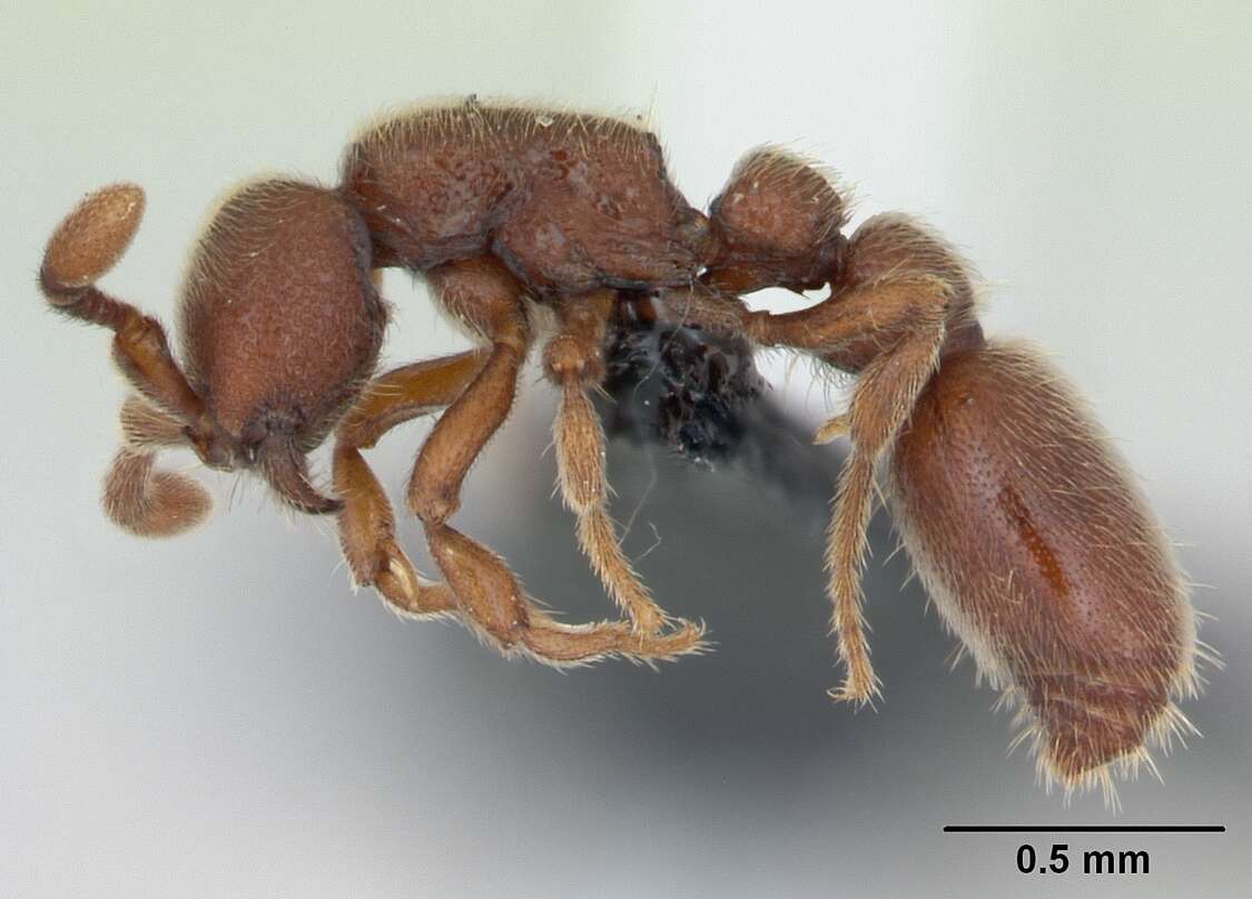 Image of Ant