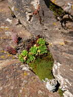 Imagem de Saxifraga vayredana Luizet