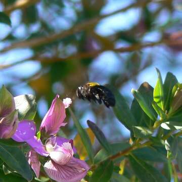 Plancia ëd Xylocopa flavicollis (De Geer 1778)