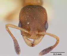 Image of Ant