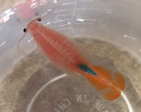 Image of Beavertail Fairy Shrimp
