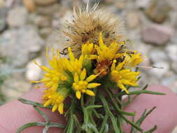 Слика од Isocoma coronopifolia (A. Gray) Greene