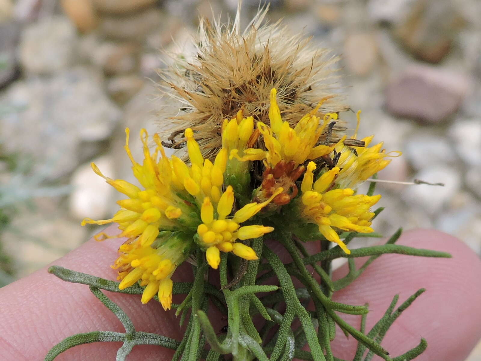 Image of common goldenbush