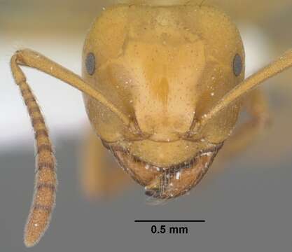 Image de Lasius arizonicus