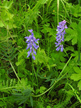 Image of bird vetch