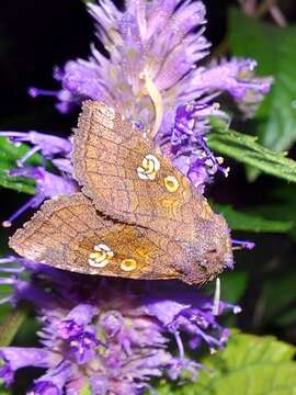 Image of ear moth